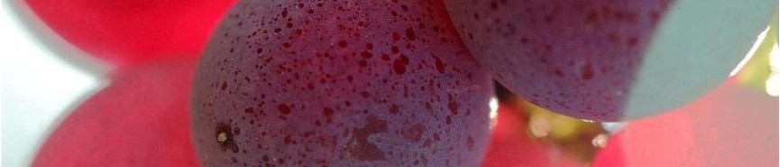 IGP Vin de Pays des Maures
